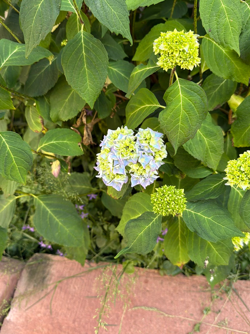 De afbeelding toont groene bladeren en zich ontwikkelende, deels blauwwitte bloeiwijzen van een hortensia. De plant staat buiten in een tuin.