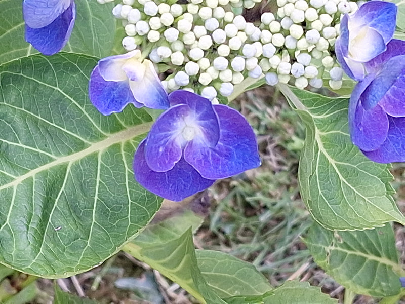 De afbeelding toont blauwe bloemen en groene, genaderde bladeren van een hortensia. Ongeopende knoppen zijn zichtbaar op de achtergrond.