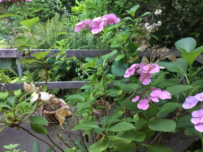 Een hortensia met roze bloemen en groene bladeren is te zien voor een houten schutting. De plant bloeit weelderig in een tuin.