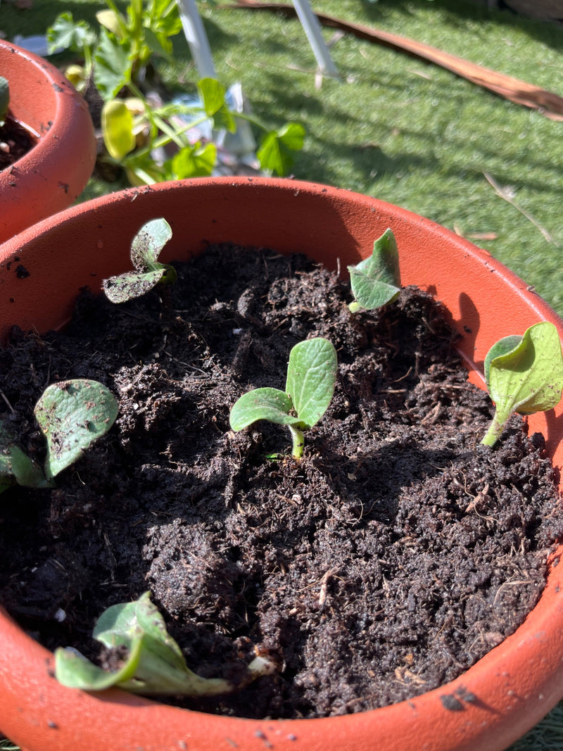 courgette — Bild 4