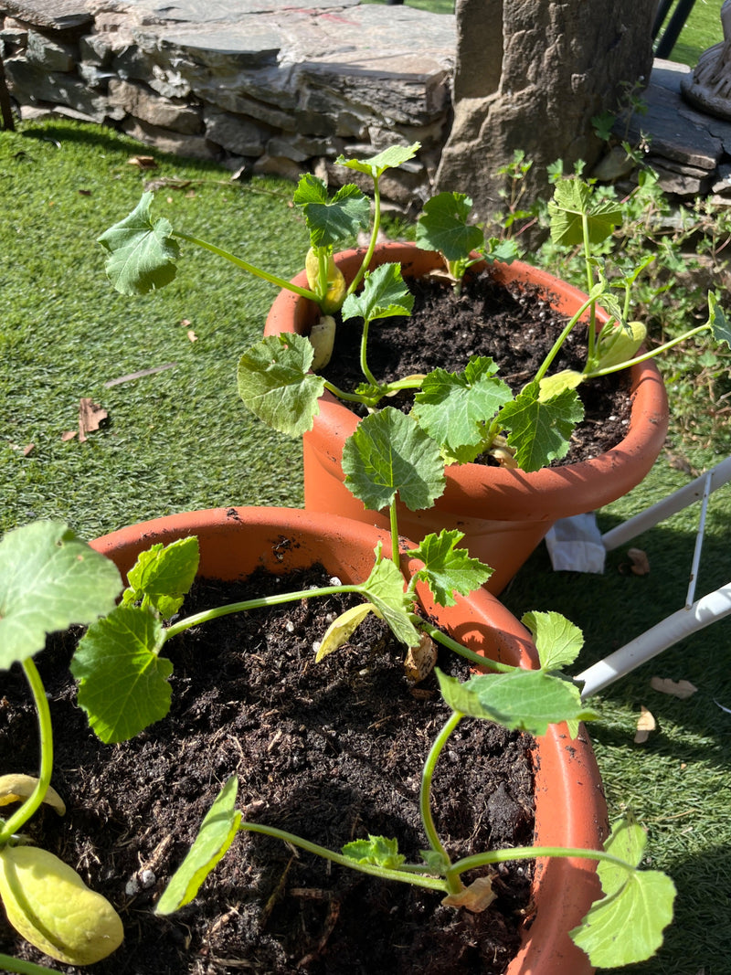 courgette — Bild 1