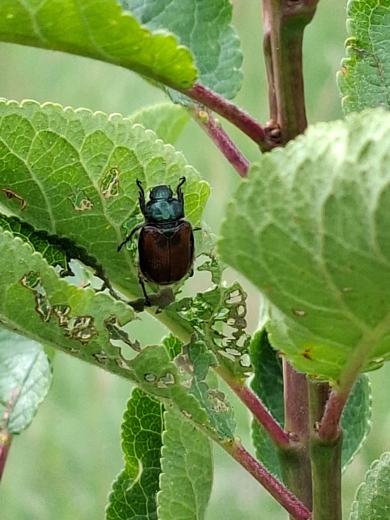 Een roodhalsbladwants zit op een groen blad met zichtbare vraatsporen. Het insect is goed te herkennen tegen de natuurlijke vegetatie.