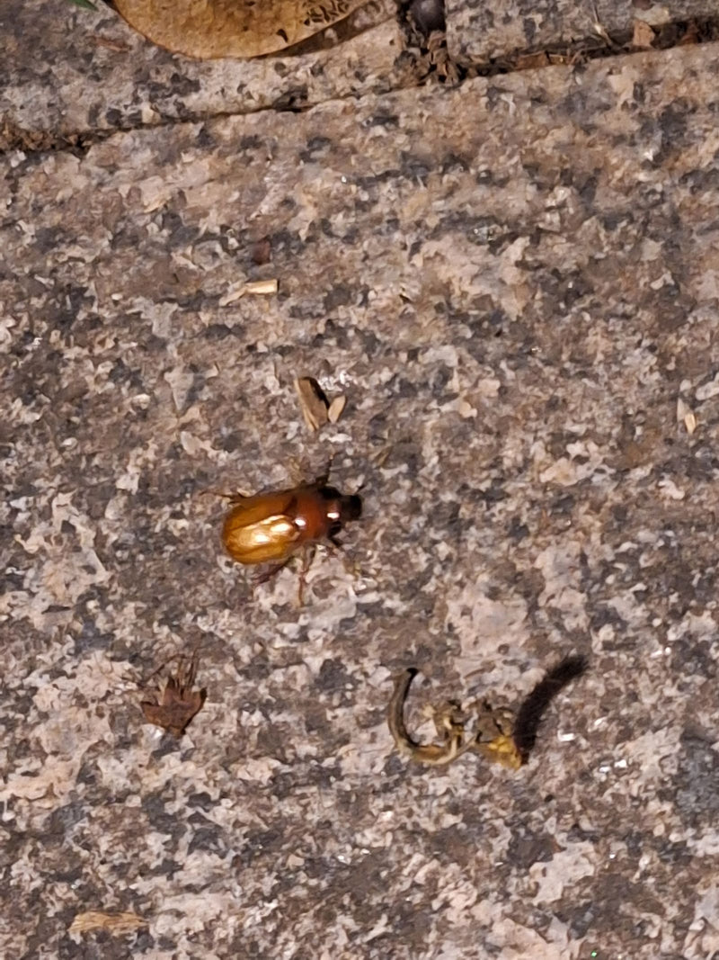 Tuin bladkever — Bild 1