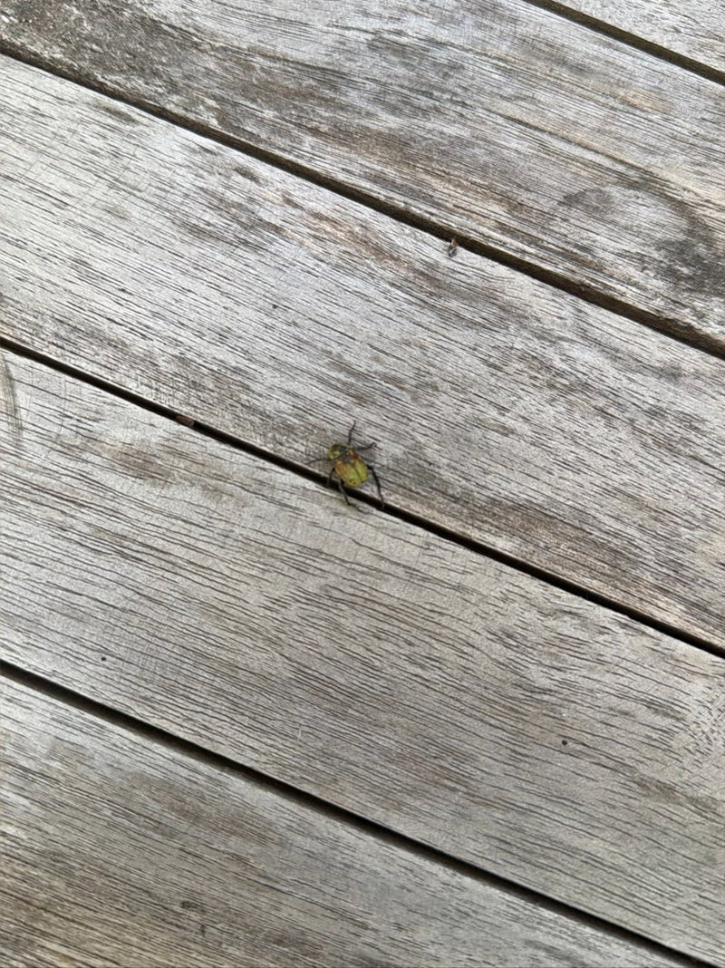 Een enkele tuinbladkever zit op een houten oppervlak, van boven gezien. Het insect is duidelijk herkenbaar.