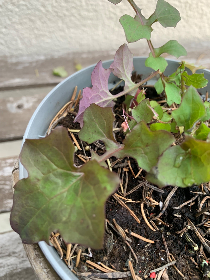Tuin boomgaard — Bild 1