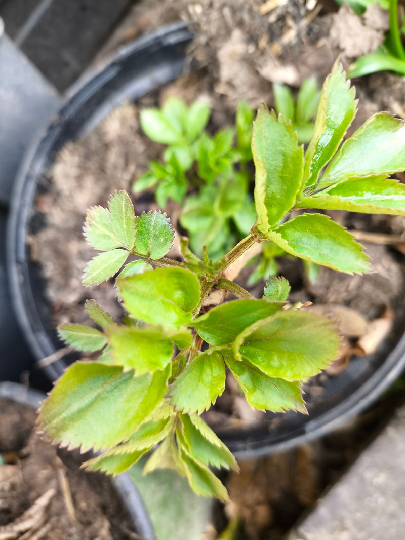 Tuin roos — Bild 1