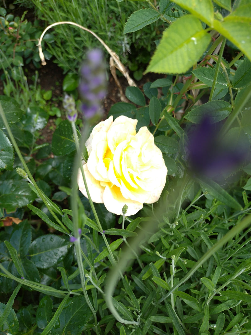 In het centrum is een geopende gele bloem van een tuindroos te zien, omringd door groen loof en lavendelstengels. De foto is van bovenaf genomen in een tuin.