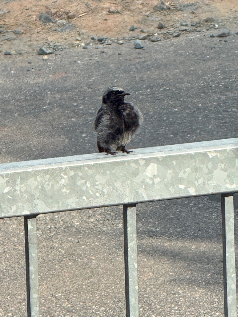 Roodstaartje — foto 1 van 11