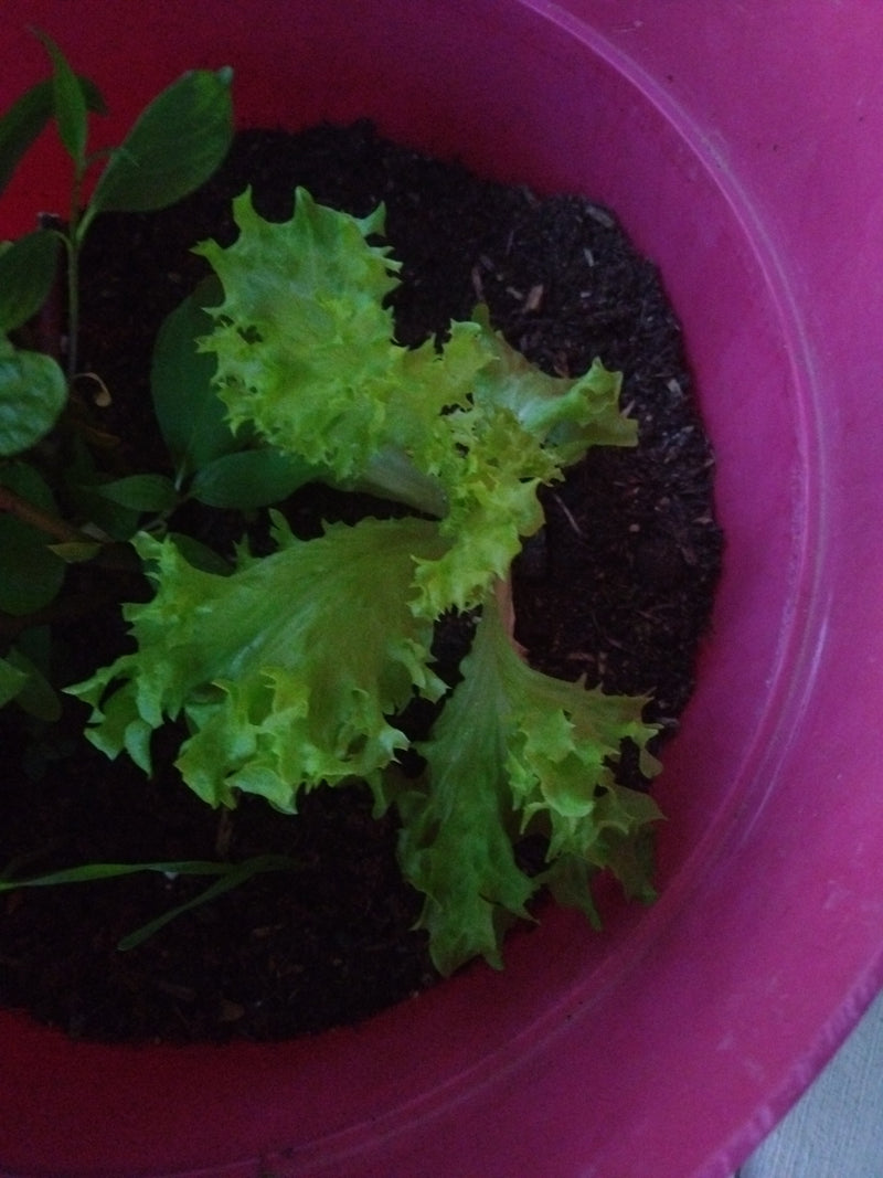 Tuin salade — Bild 1