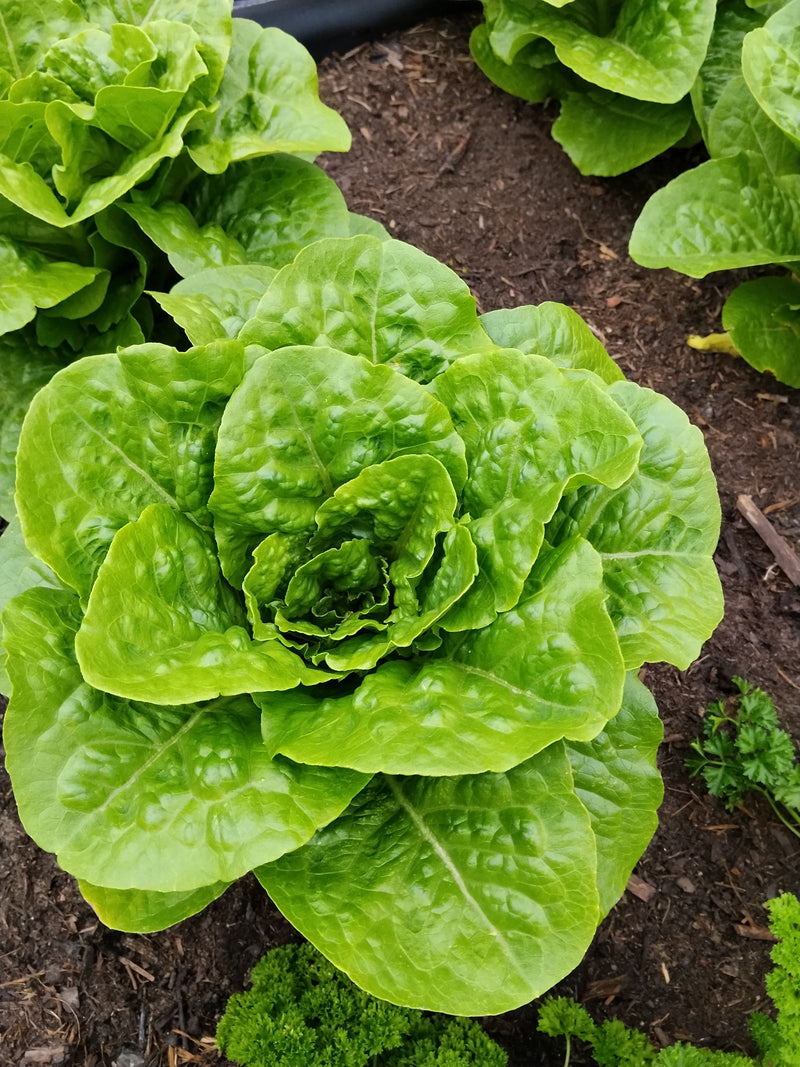 De afbeelding toont een verse sla met sterke groene bladeren die in donkere aarde groeit. De foto legt de plant van bovenaf vast in zijn natuurlijke tuinomge...