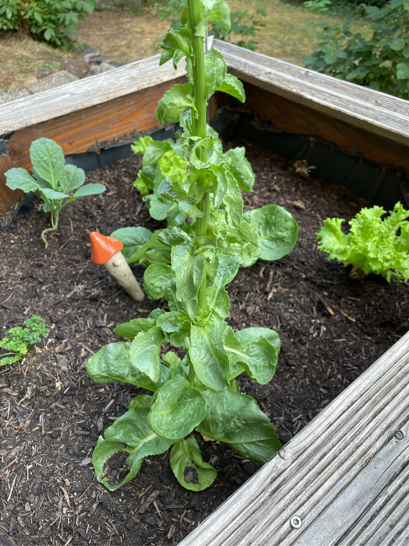 De afbeelding slaat op een hoge tuinsla die groeit in een houten verhoogde bak. De plant staat in donkere tuinaarde.