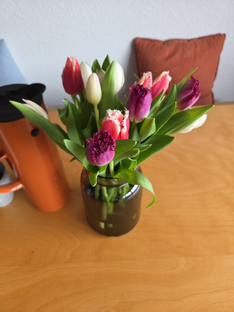 Tuin tulp — Bild 2