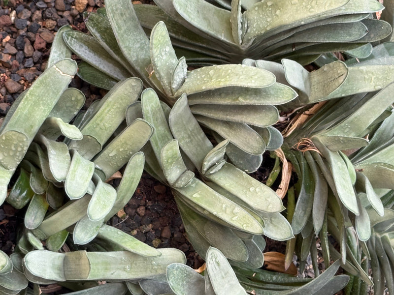 Bovenaanzicht van meerdere succulente Gasteria-planten met dikke, tweerijig groeiende bladeren op een grindachtige bodem.