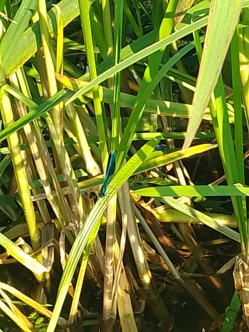 Gestreepte demoiselle — Bild 1