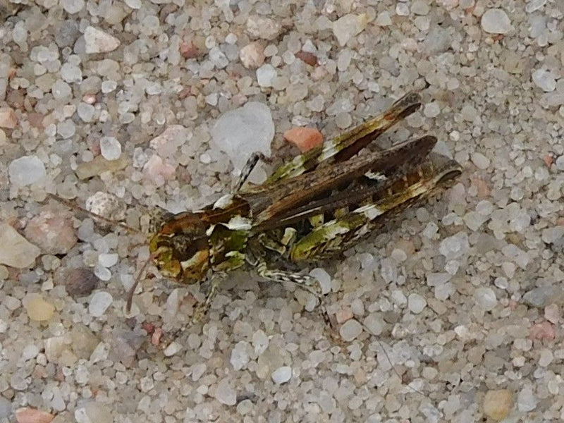 Gevlekte clubcricket — Bild 1