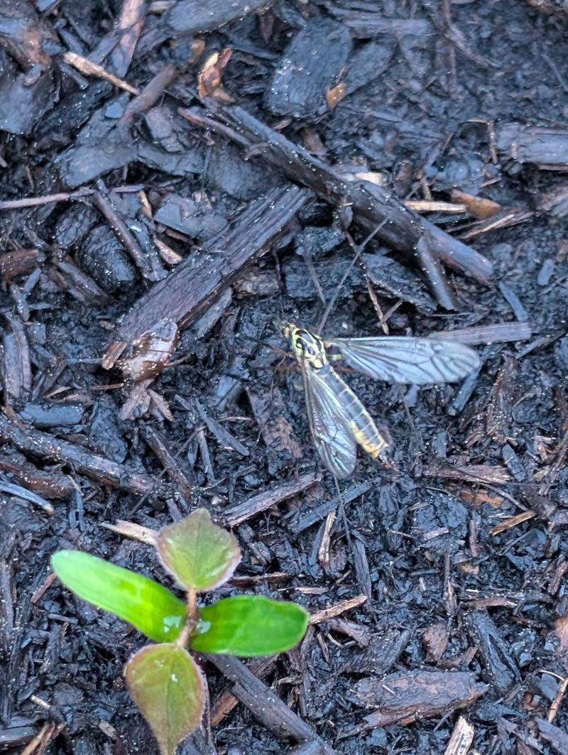 Gevlekte kraanvogel — Bild 1
