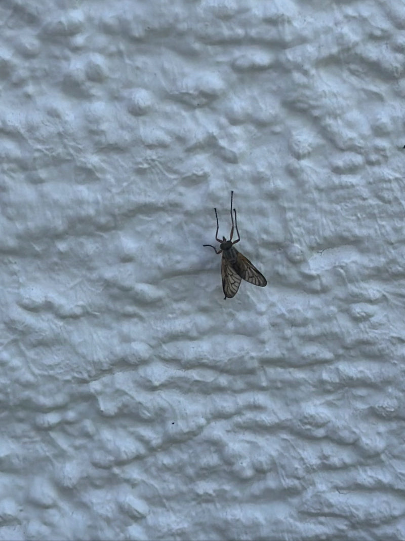 Gefleckte Schnepfenfliege — Bild 3