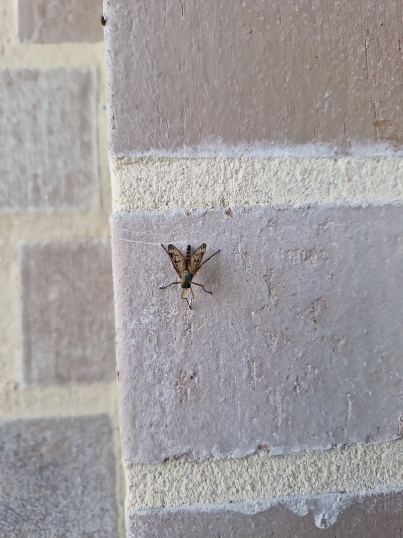 Gefleckte Schnepfenfliege — Bild 2