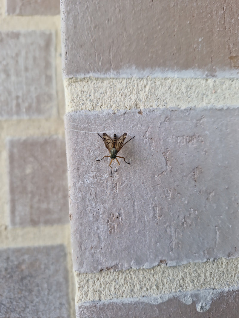 Gefleckte Schnepfenfliege — Bild 1