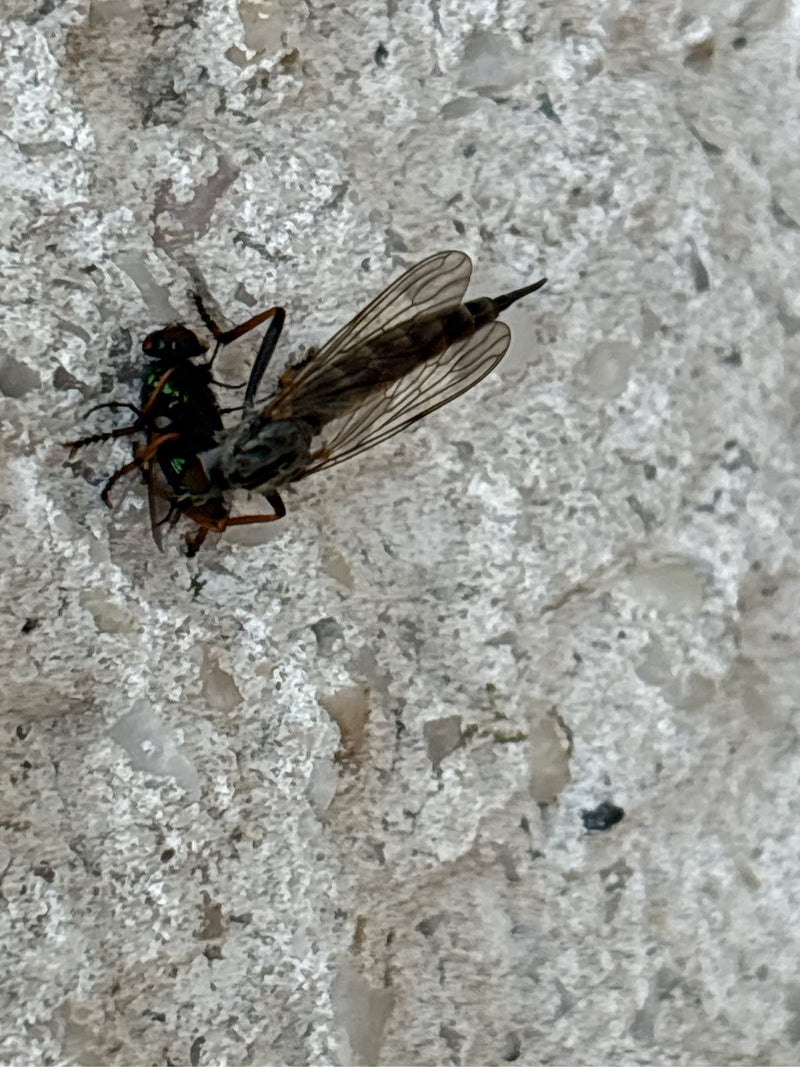 Een gevlekte snipvlieg zit op een lichte muur en houdt een andere vlieg als prooi vast met zijn poten. Het insect is duidelijk zichtbaar en vertoont roofgedrag.