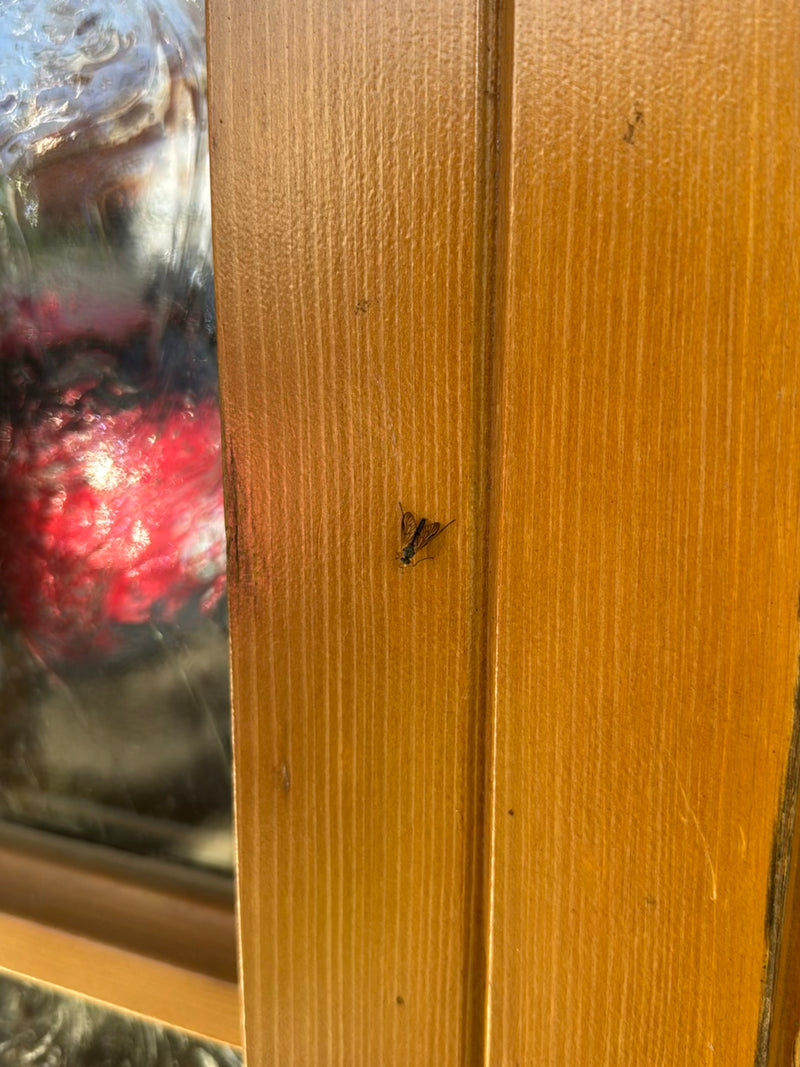Een gevlekte snipvlok zit op een verticaal houten frame. De typische lichaamsvorm en vleugeltekening zijn duidelijk zichtbaar.