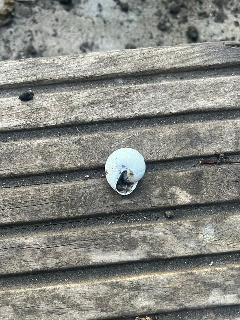 Gefleckte Schnirkelschnecke — Bild 2