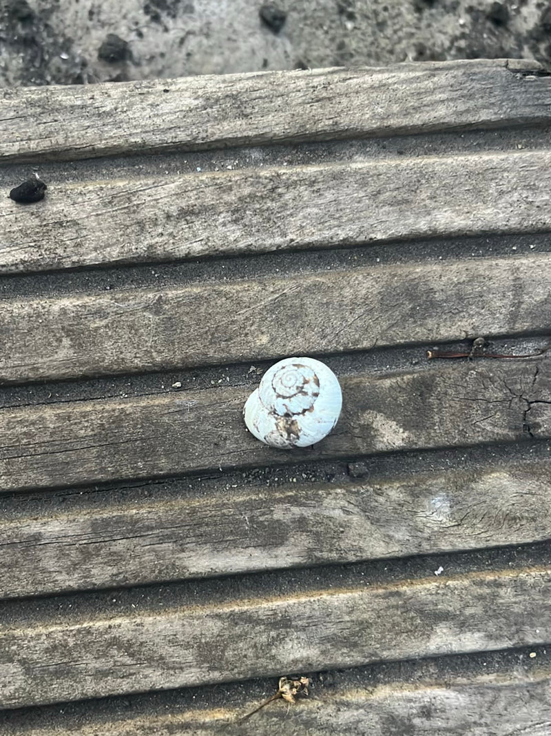 Gefleckte Schnirkelschnecke — Bild 1