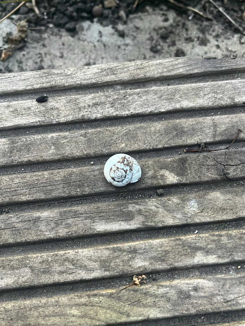 Gefleckte Schnirkelschnecke — Bild 3