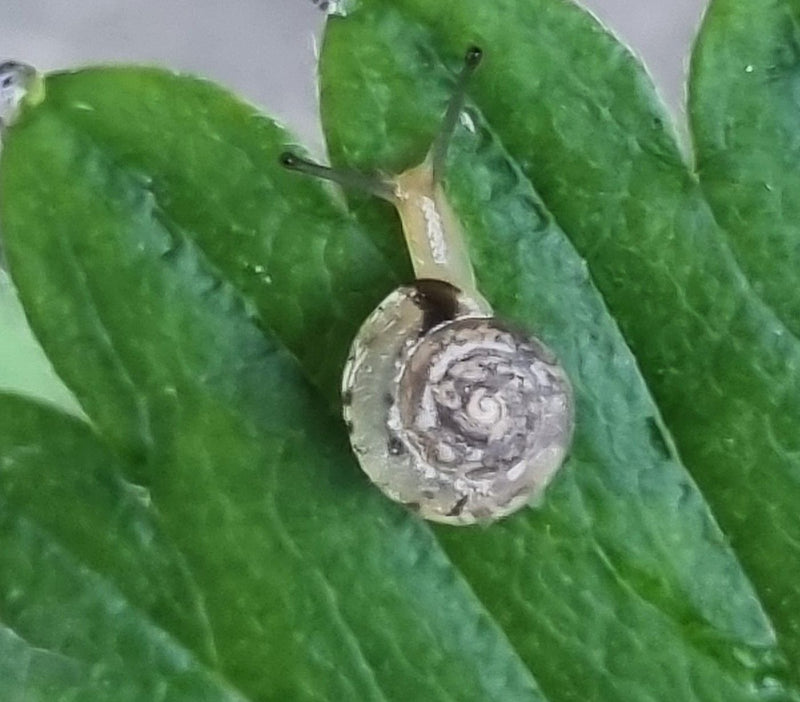 Gefleckte Schnirkelschnecke — Bild 4