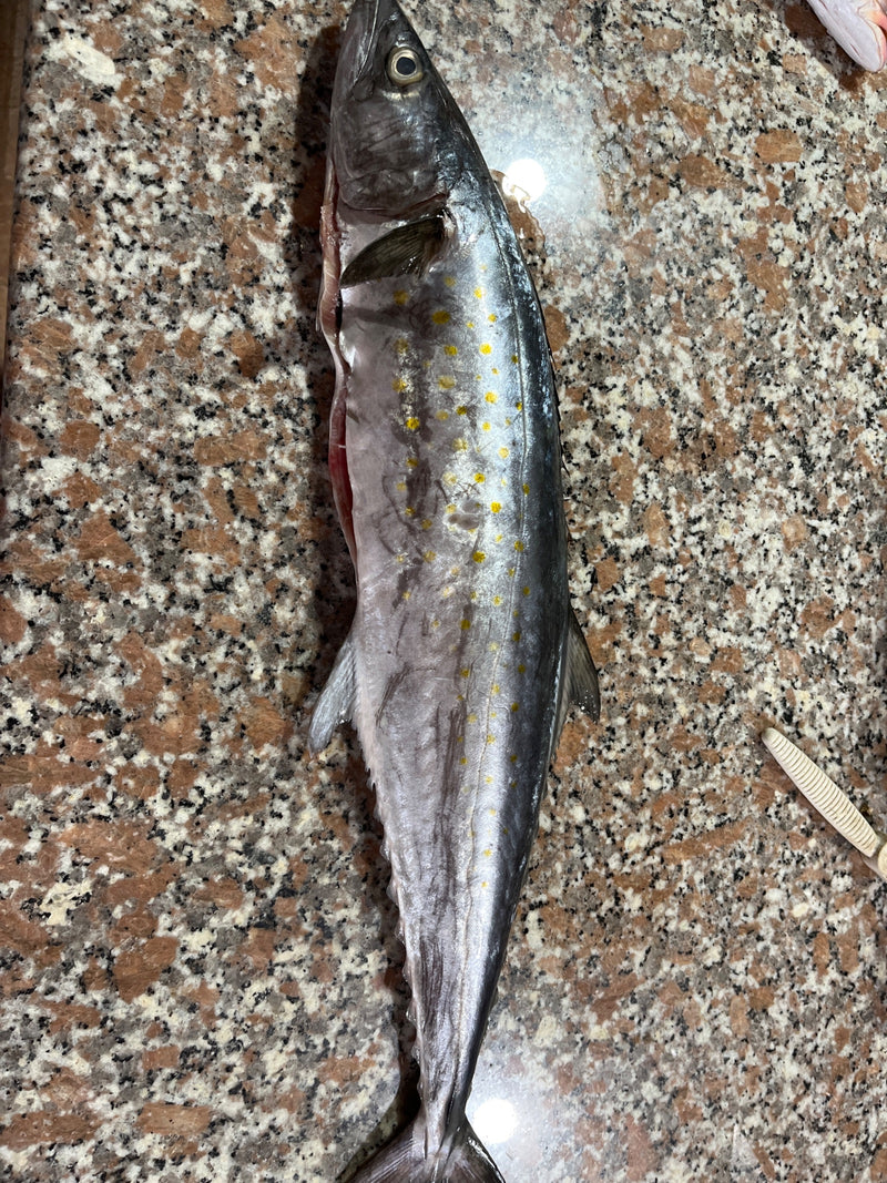 Gefleckte Spanische Makrele — foto 1 van 1
