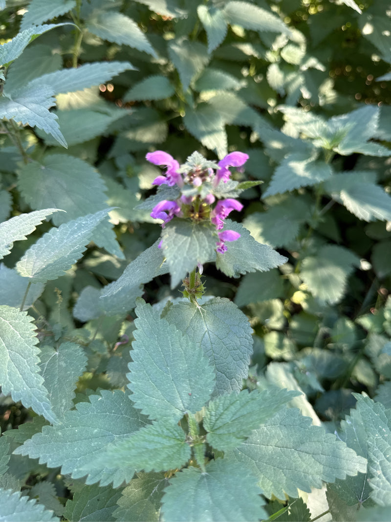 Een gevlekte dovenetel met paarsroze bloemen te midden van dichte groene bladeren.