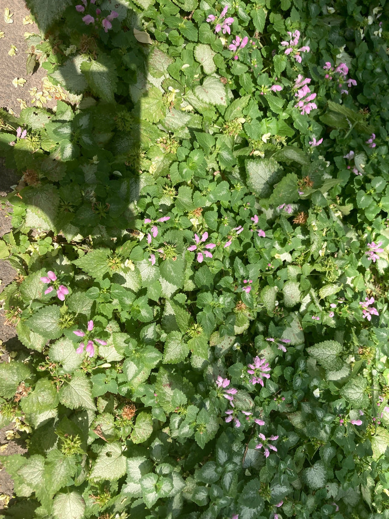 Te zien is een dichte begroeiing van gevlekte dovenetel met typische roze bloemen en getekende bladeren van bovenaf. De planten vormen bodembedekking in de t...