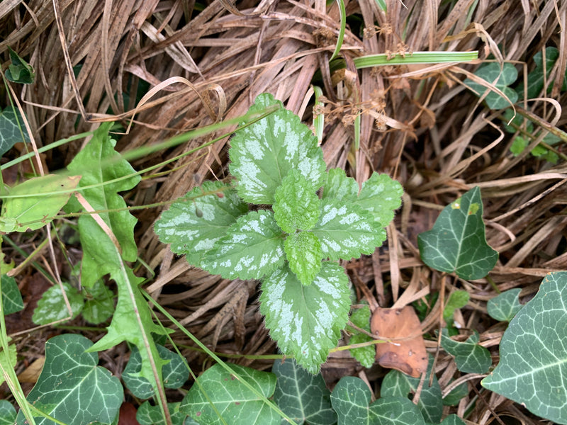 Er is een jonge plant van de gevlekte dovenetel te zien met zijn kenmerkende witgevlekte bladeren. Hij groeit op een ondergrond van droog gras en bladeren.