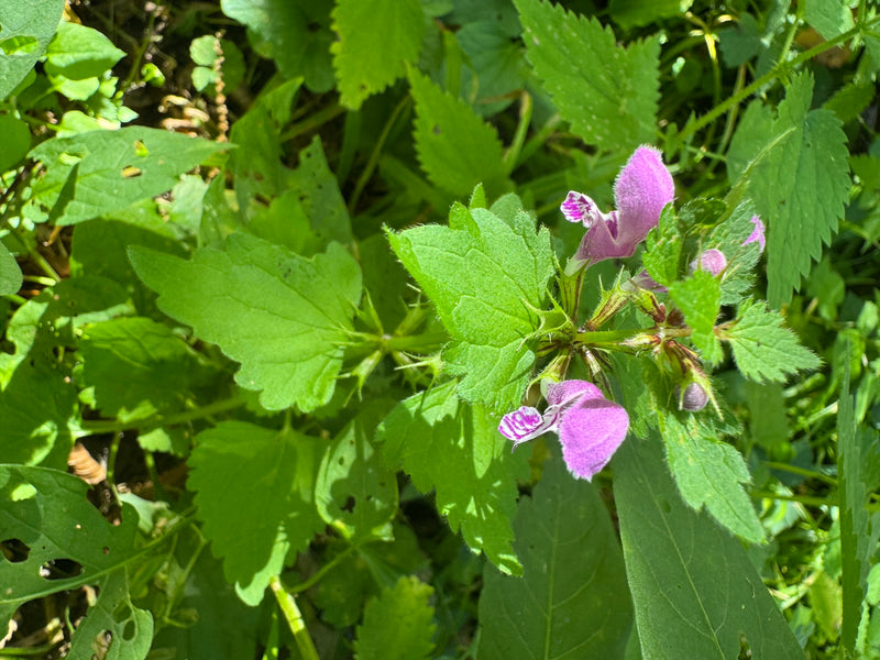 Een gevlekte dovenetel met typische roze bloemen en groen blad is van bovenaf te zien. De plant groeit in het bos onder andere groene bladeren.