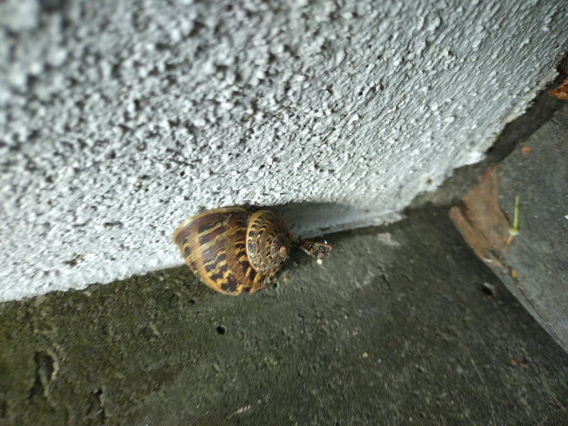 Er is een zegge te zien die rust op een lichte huismuur. De kenmerkend gevlekte schelp is goed te onderscheiden.