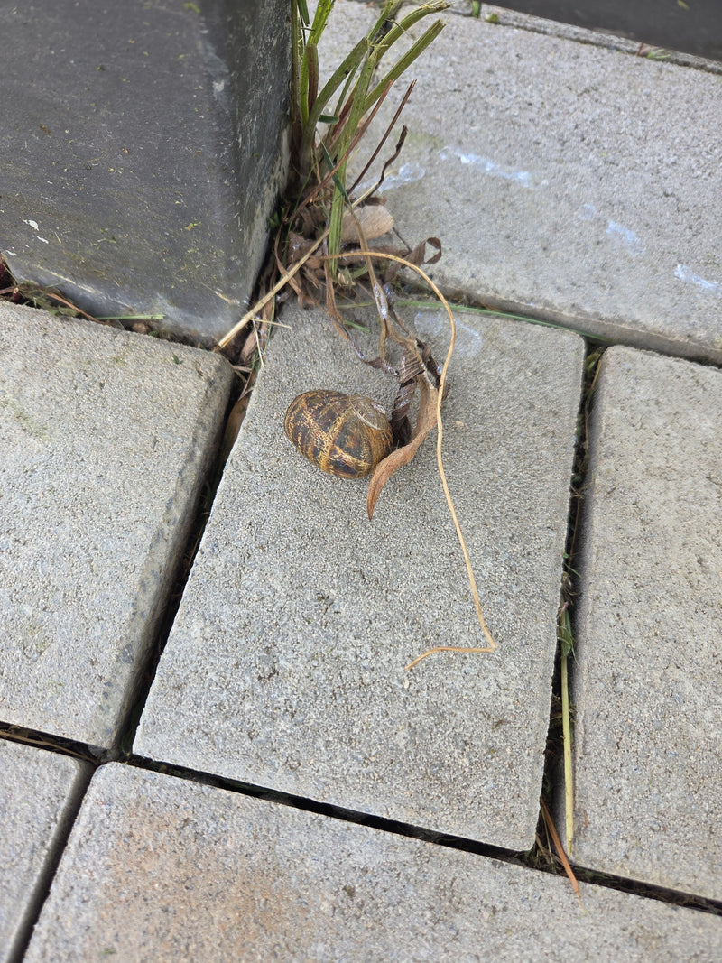 Het bruin-geel gevlekte huisje van een tuinslak ligt op grijze straatstenen. Het dier rust op de grond naast wat droog plantenmateriaal.