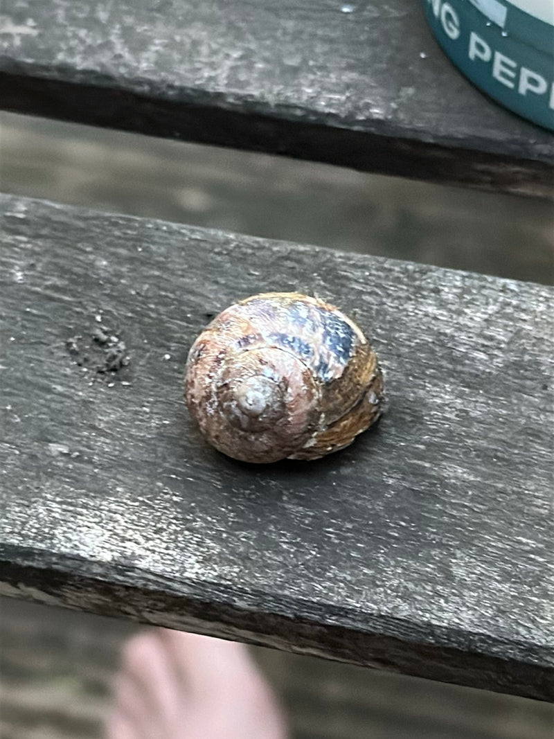 Het huisje van een tuinslak is te zien op een houten oppervlak. Het kenmerkende patroon van de schelp is duidelijk herkenbaar.
