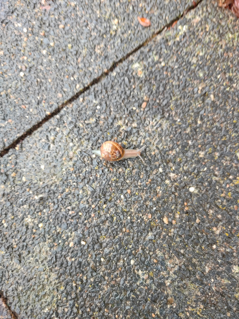 Een segrijnslak kruipt langzaam over een natte asfaltondergrond. De schelp is bruin met kenmerkende donkere vlekken en banden.