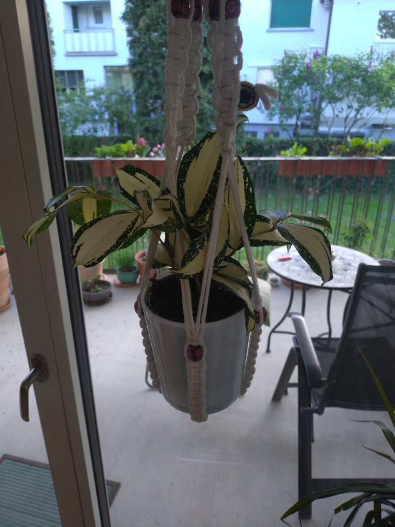 Gevlekte drakenboom — Bild 1