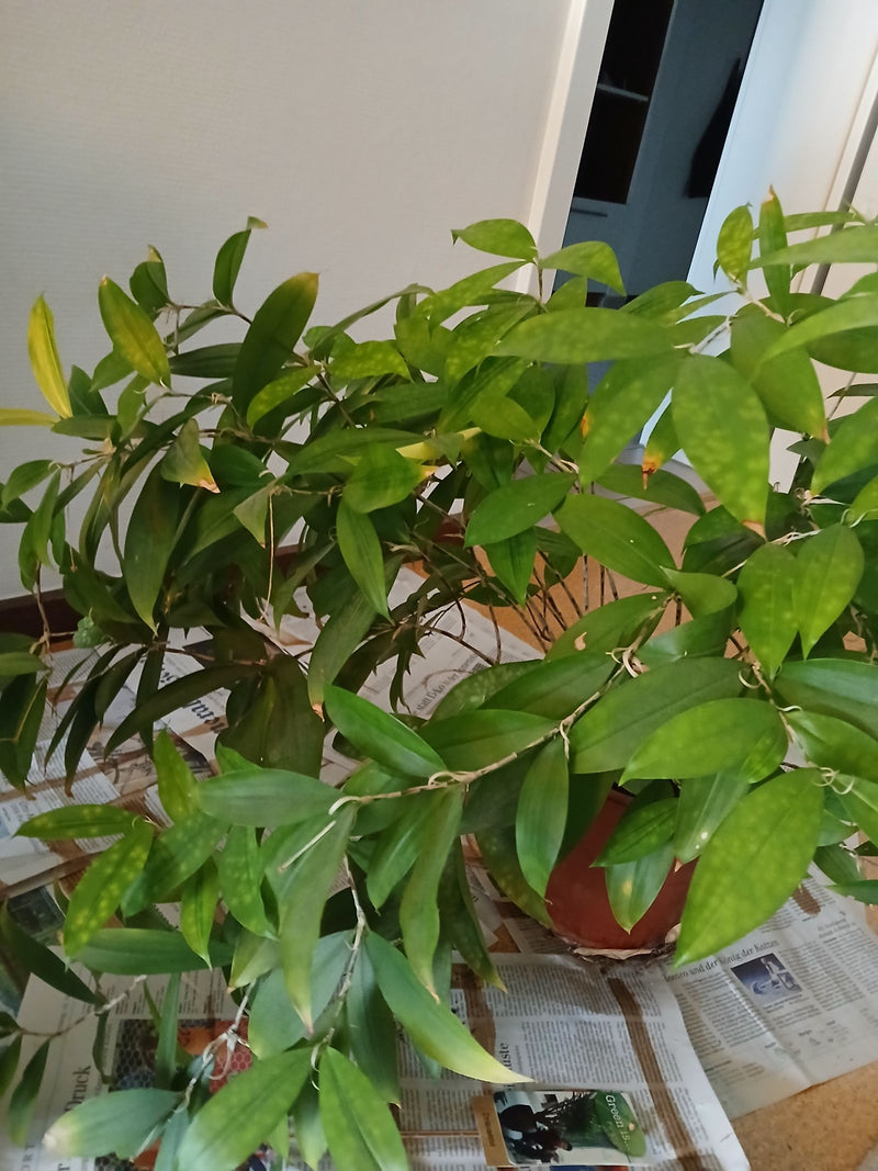 De afbeelding toont een goudspikkeldracaena (Dracaena surculosa) in een bloempot. De plant staat op uitgespreide krantenbinnen en toont zijn kenmerkende groe...