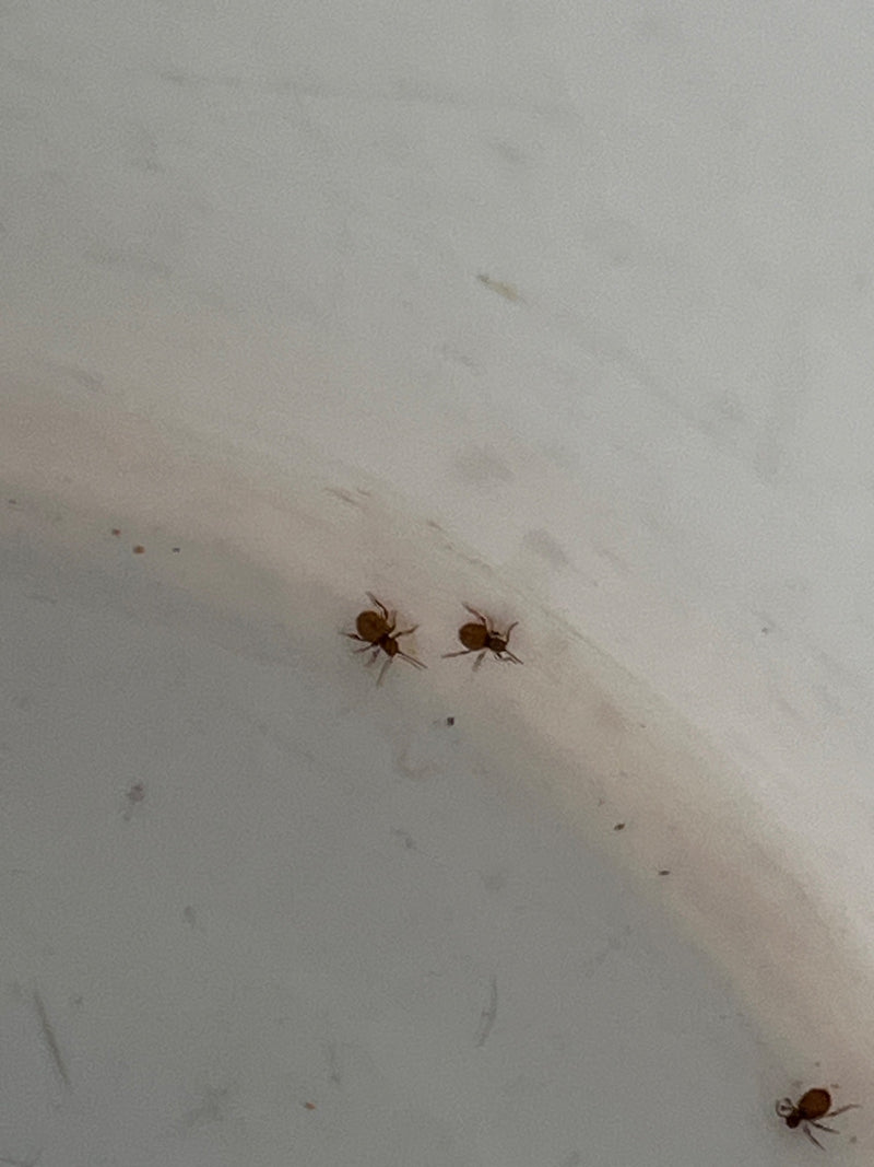 Op een lichte, gladde ondergrond zijn drie kogelspringstaarten te zien. Ze rusten rustig van bovenaf bekeken.