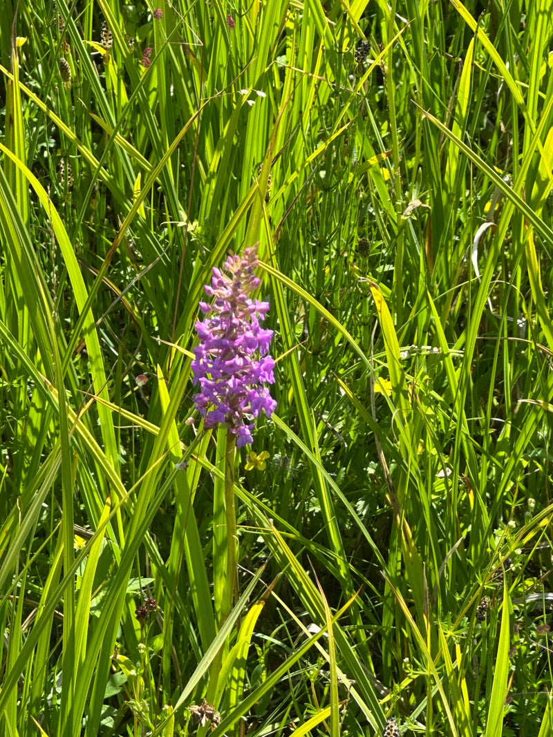 Gevlekte orchidee — Bild 1