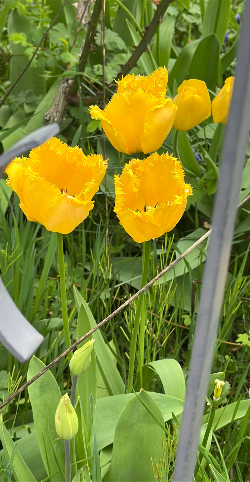 Tuin tulp — Bild 1