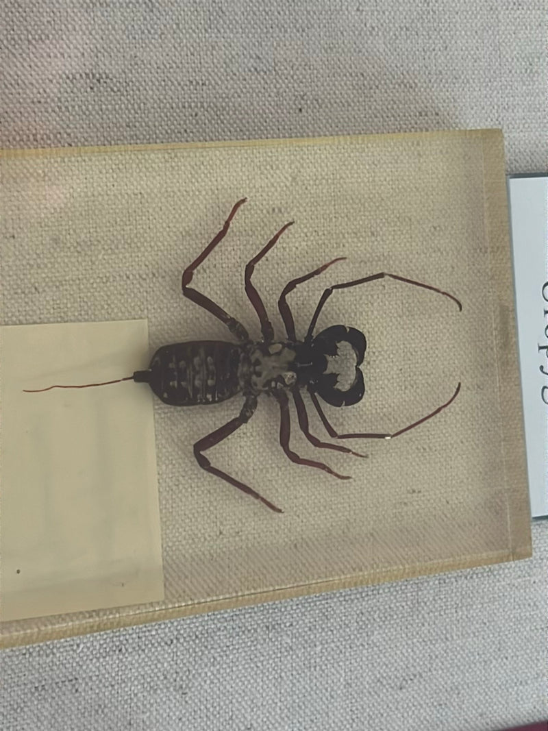 Gesel Schorpioen — foto 1 van 2