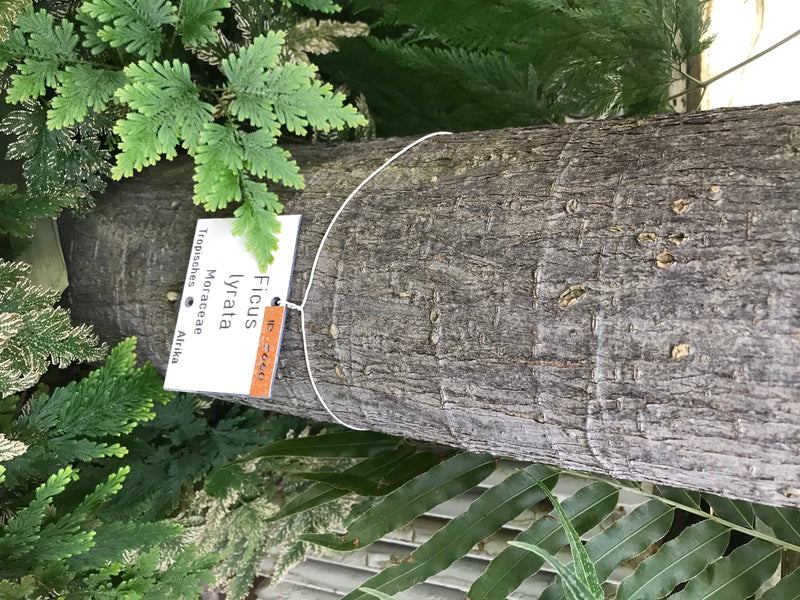 De houtachtige stam van een bamboe-achtige vijg is zichtbaar met een aangehecht label. Diverse groene planten bevinden zich op de voorgrond en achtergrond.