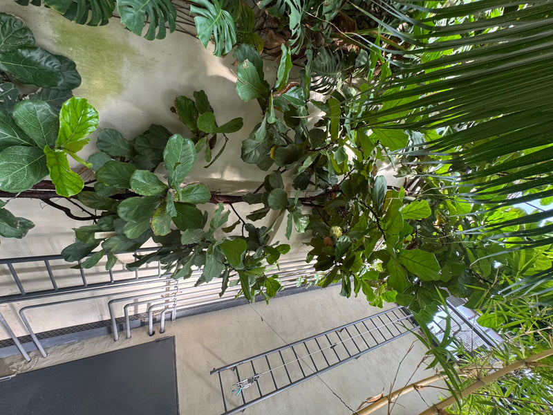 Een vioolbladplant groeit tegen een lichte muur tussen andere tropische planten.