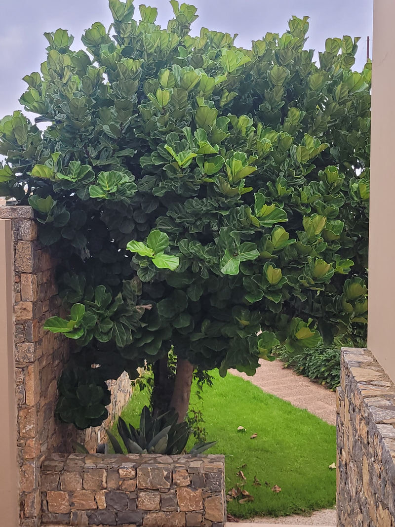 Een volwassen vioolbladplant met een dicht bladerdek groeit naast een stenen muur in een tuin.