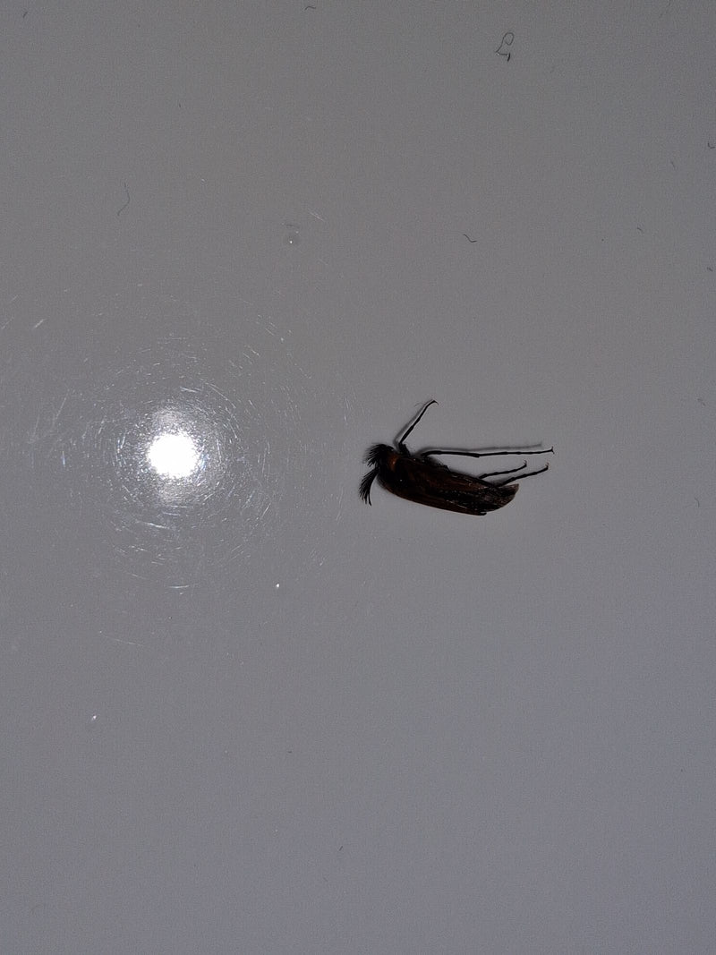 De afbeelding toont een Ptilinus pectinicornis op een glad, licht oppervlak. De kenmerkende kamvormige antennen zijn goed zichtbaar.