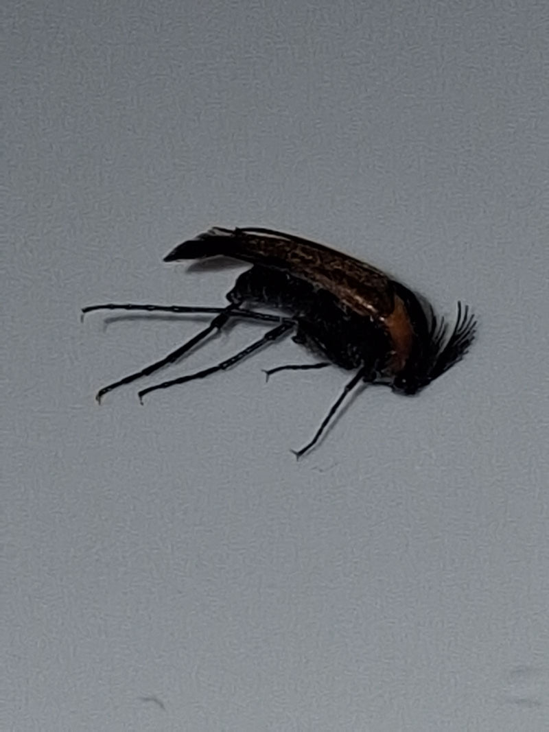 Een Ptilinus pectinicornis kever is van de zijkant te zien op een lichte ondergrond. De karakteristieke kamvormige antennen zijn goed zichtbaar.