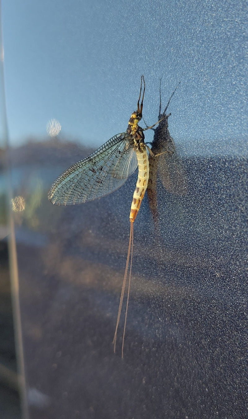 Gelbe Eintagsfliege — Bild 2